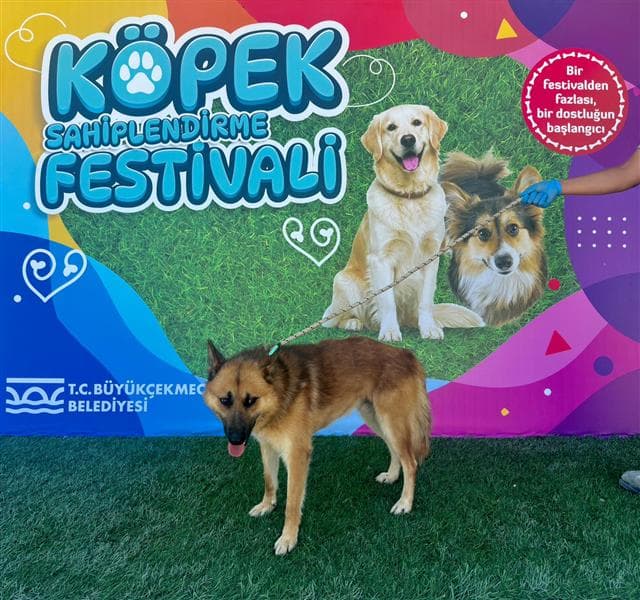 İstanbul Kurt Melezi Köpek Kurt Melezi Köpek, İstanbul