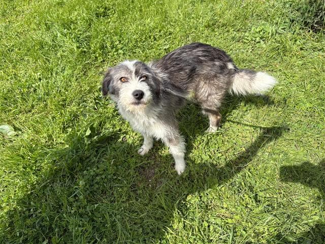 Büyükçekmece Melezi Terrier Köpek, İstanbul
