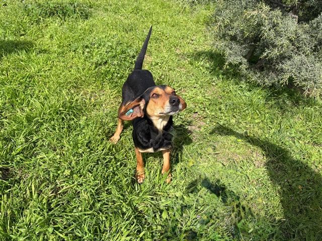 Büyükçekmece Melez Köpek, İstanbul