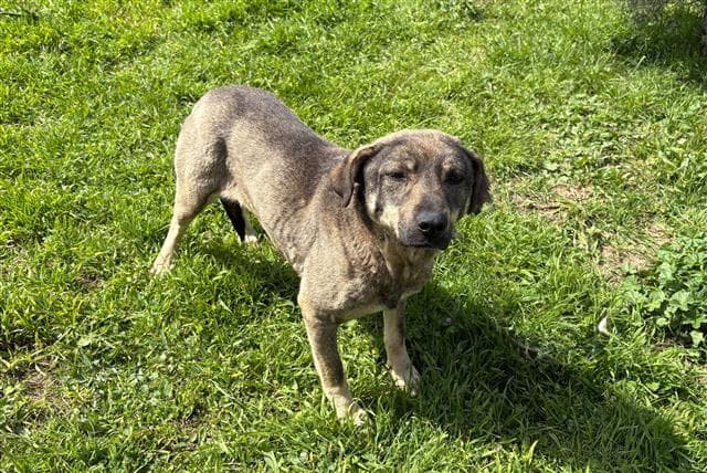 Büyükçekmece Melez Köpek, İstanbul
