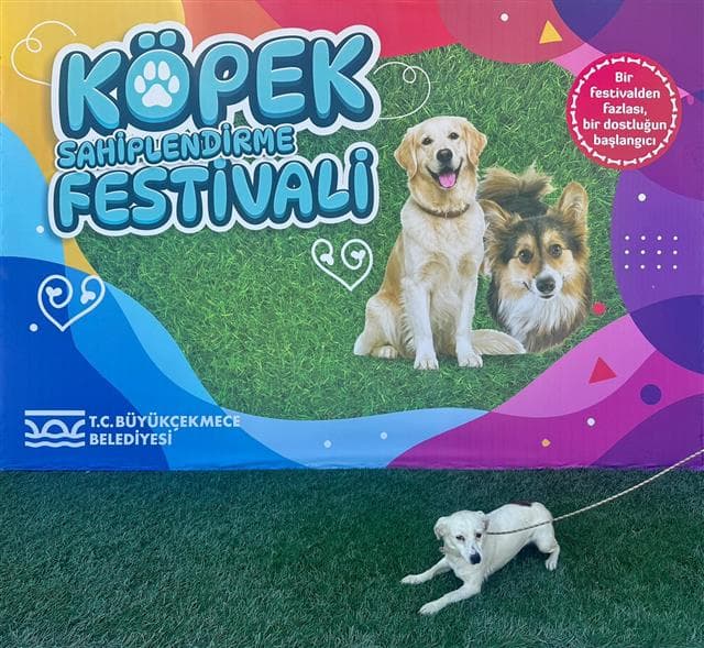Büyükçekmece Melez Köpek, İstanbul