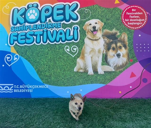 Büyükçekmece Pıncher Köpek, İstanbul