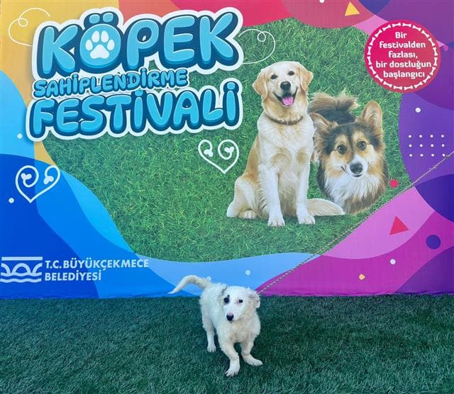 Büyükçekmece Melez Köpek, İstanbul