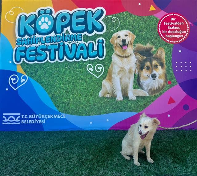 Büyükçekmece Melez Köpek, İstanbul