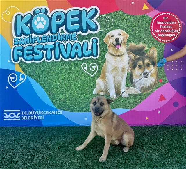 İstanbul Kurt Melezi Köpek Kurt Melezi Köpek, İstanbul