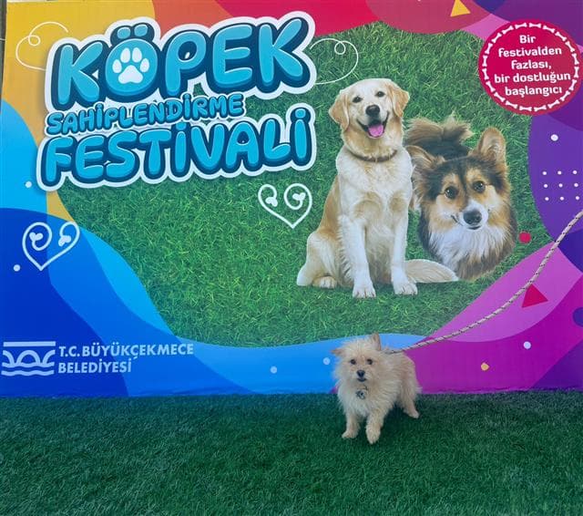 Büyükçekmece Terrier Köpek, İstanbul