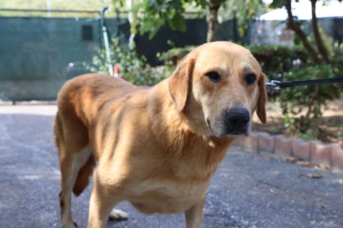 Cekmekoy Golden Retriever Köpek Golden Retriever Köpek, İstanbul