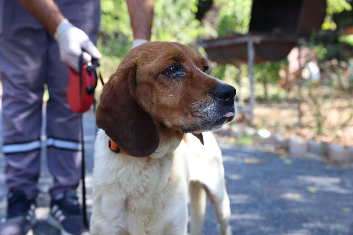 Cekmekoy Av Kopeği Köpek Av Kopeği Köpek, İstanbul