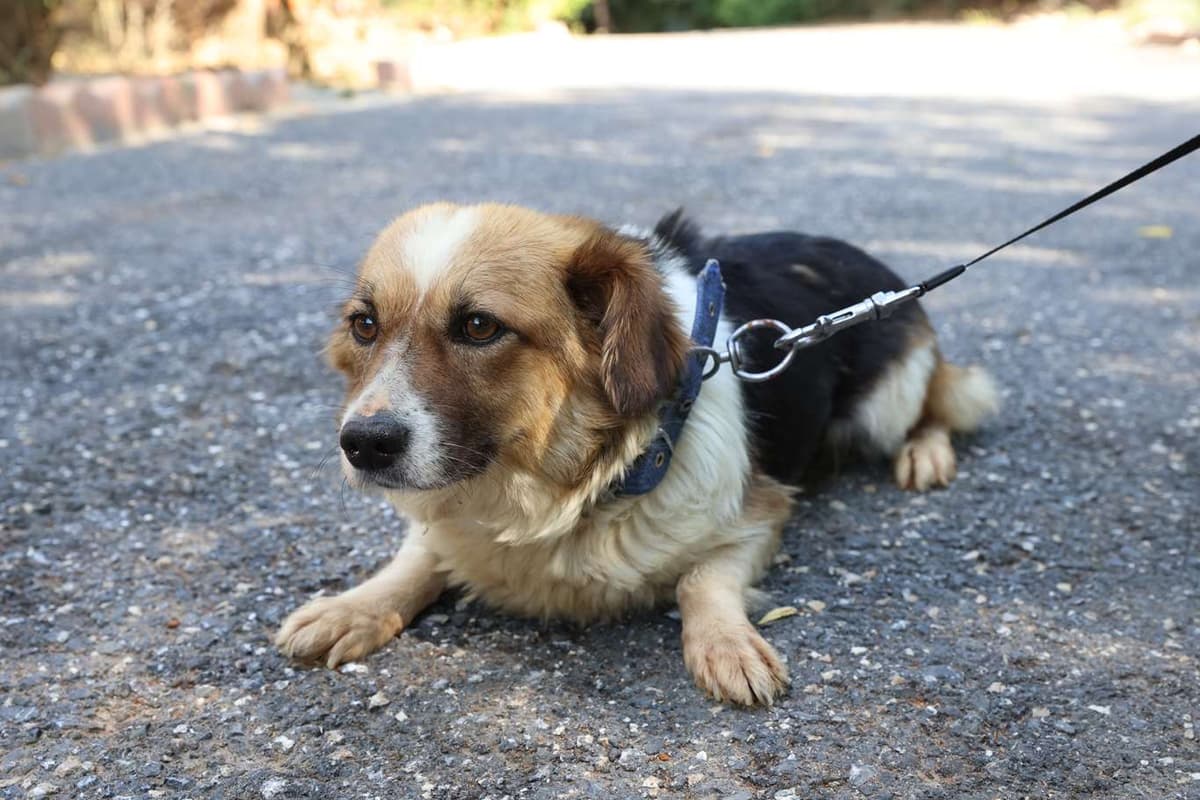 Cekmekoy Fino Melezi Köpek Fino Melezi Köpek, İstanbul