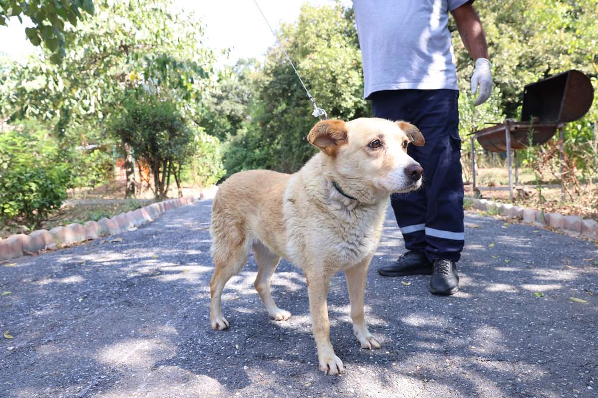 Cekmekoy Av Kopeği Köpek Av Kopeği Köpek, İstanbul
