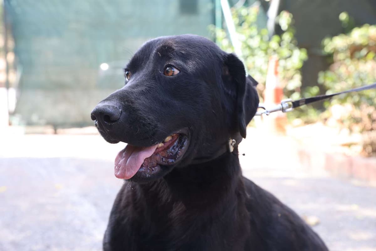Cekmekoy Av Kopeği Köpek Av Kopeği Köpek, İstanbul