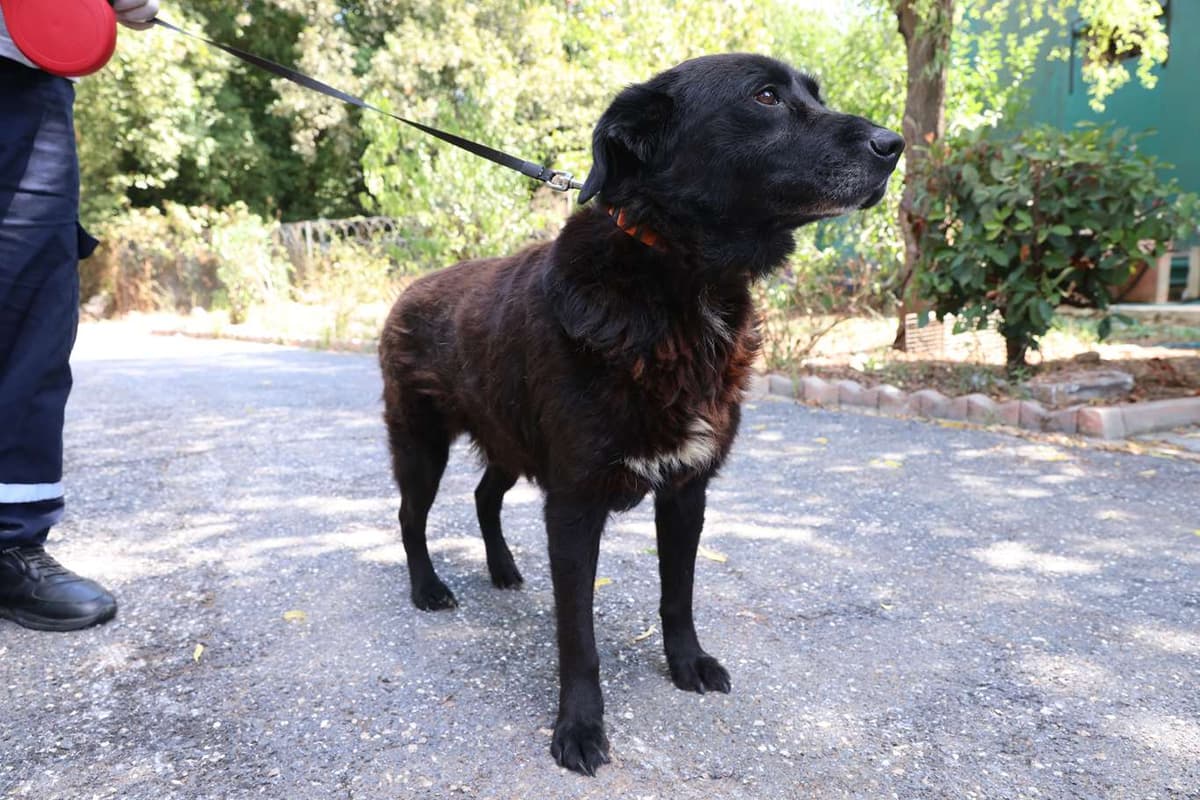 Cekmekoy Av Kopeği Köpek Av Kopeği Köpek, İstanbul