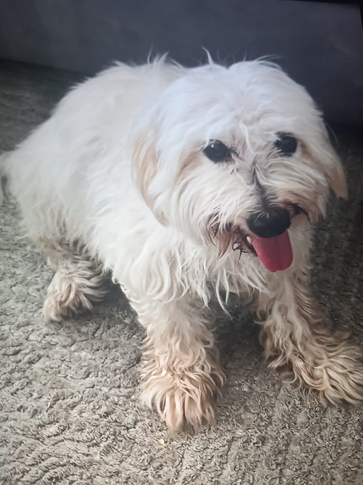 Ciftlikkoy Maltese Terrier Köpek, Yalova