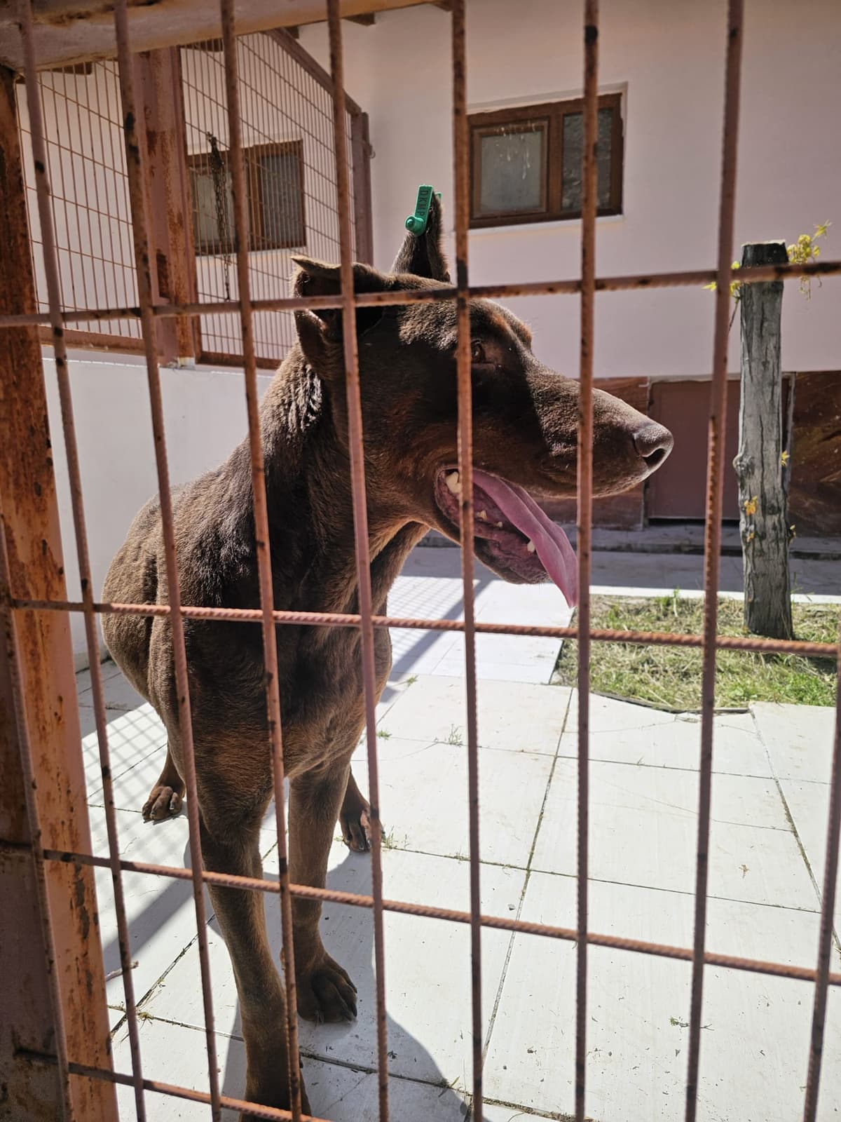 Elazığ Tekir Kedi Tekir Kedi, Elazığ