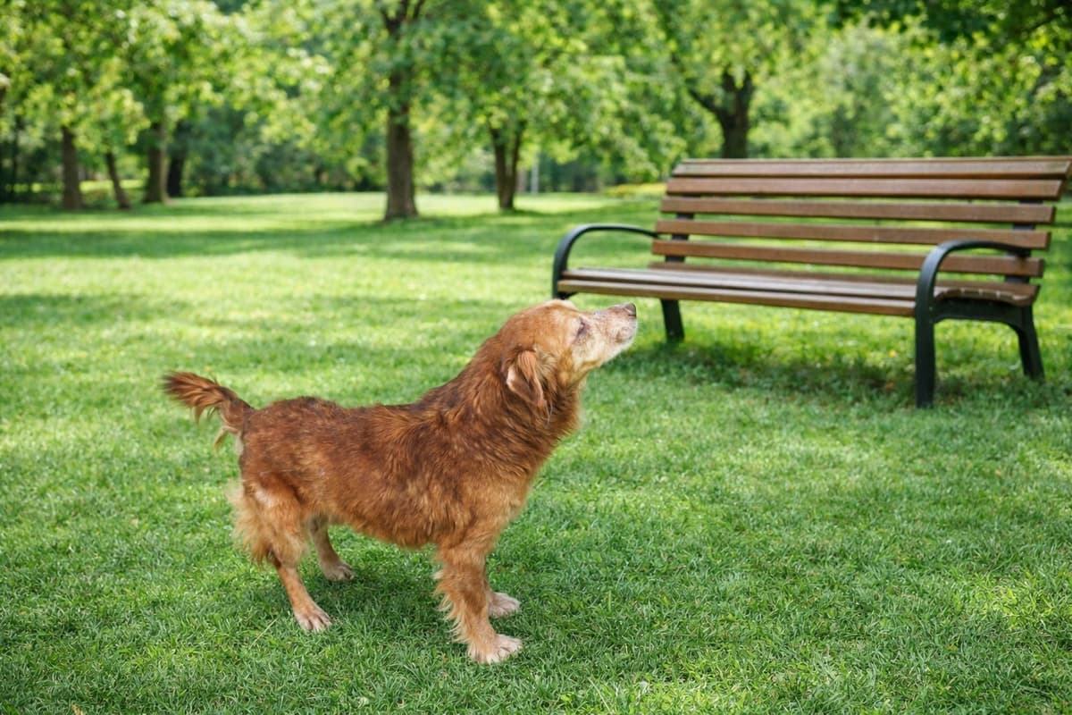 Esenyurt Golden Retriever Köpek, İstanbul