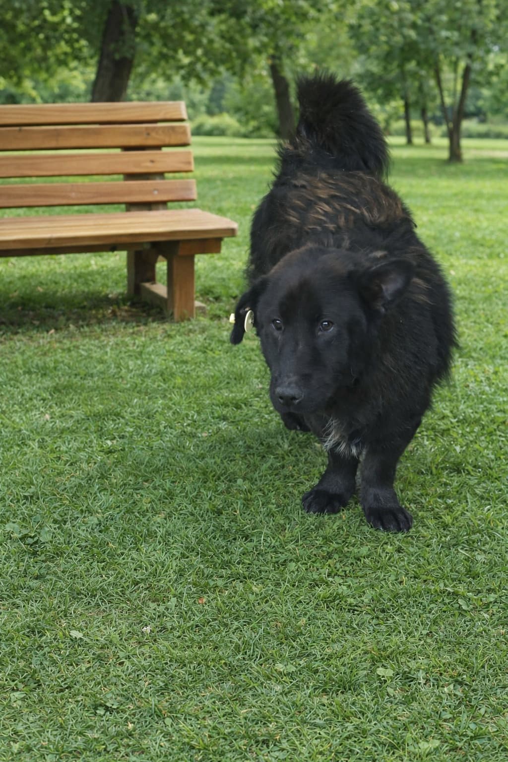 Esenyurt Melez Köpek, İstanbul