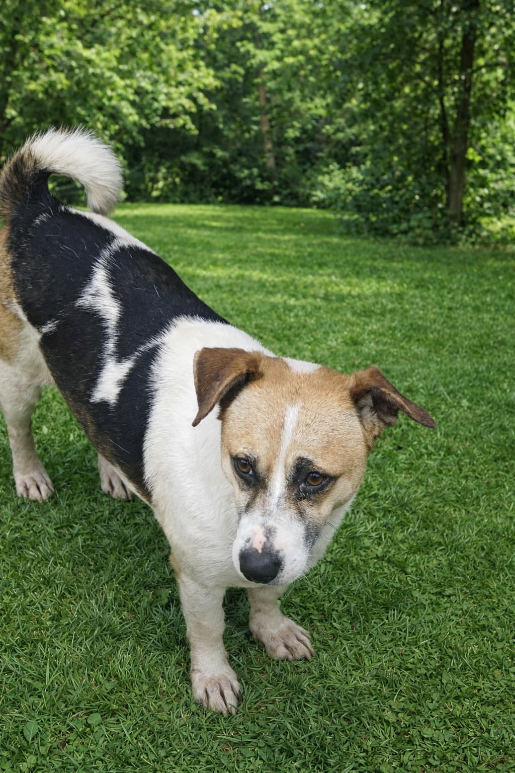 Esenyurt Melez Köpek, İstanbul