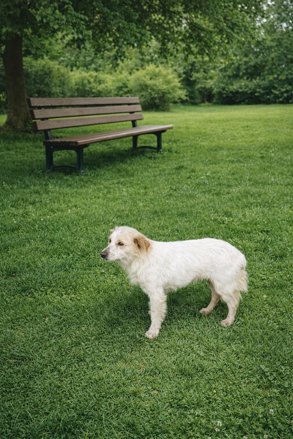 Esenyurt Melez Köpek, İstanbul