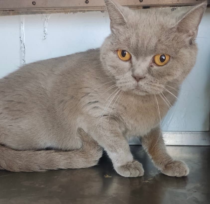 Esenyurt British Shorthair Kedi, İstanbul