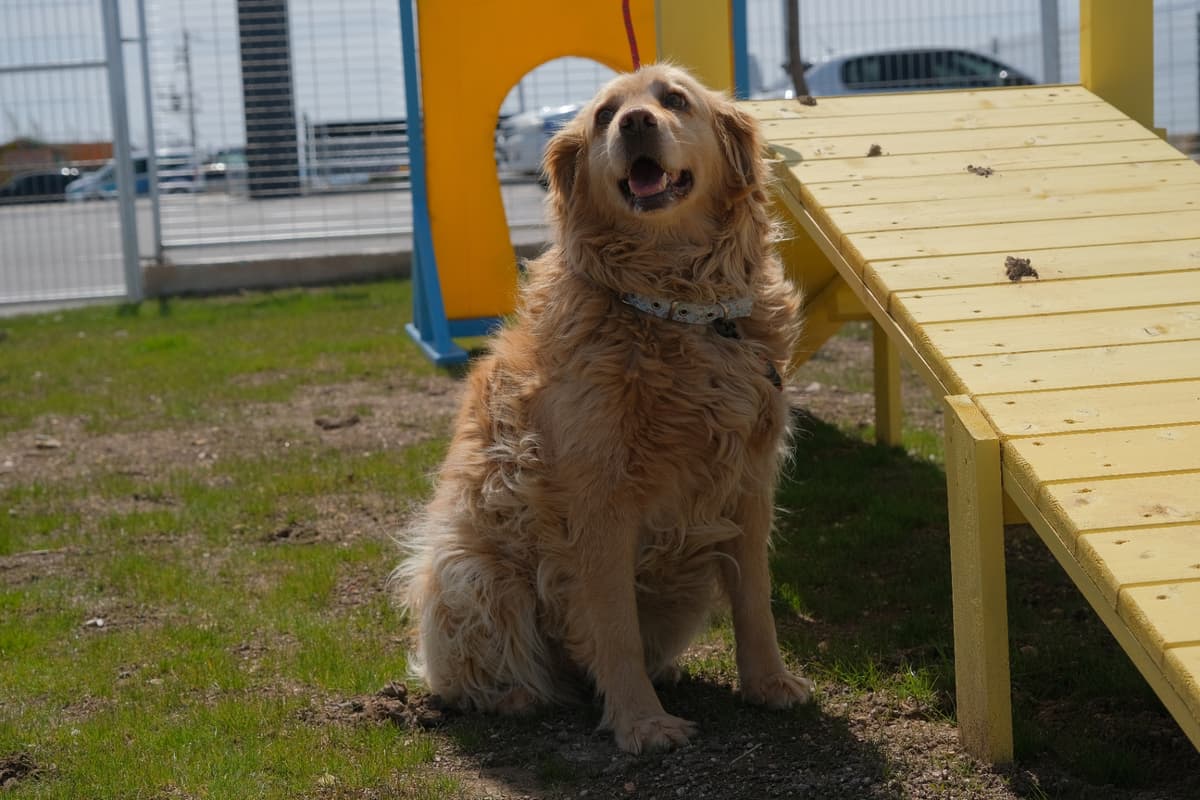 Espati Şanslı Melez Köpek, Eskişehir