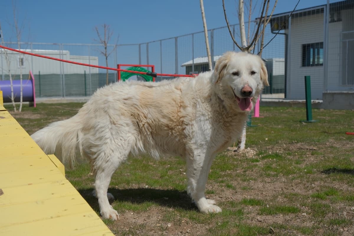 Espati Bulut Melez Köpek, Eskişehir