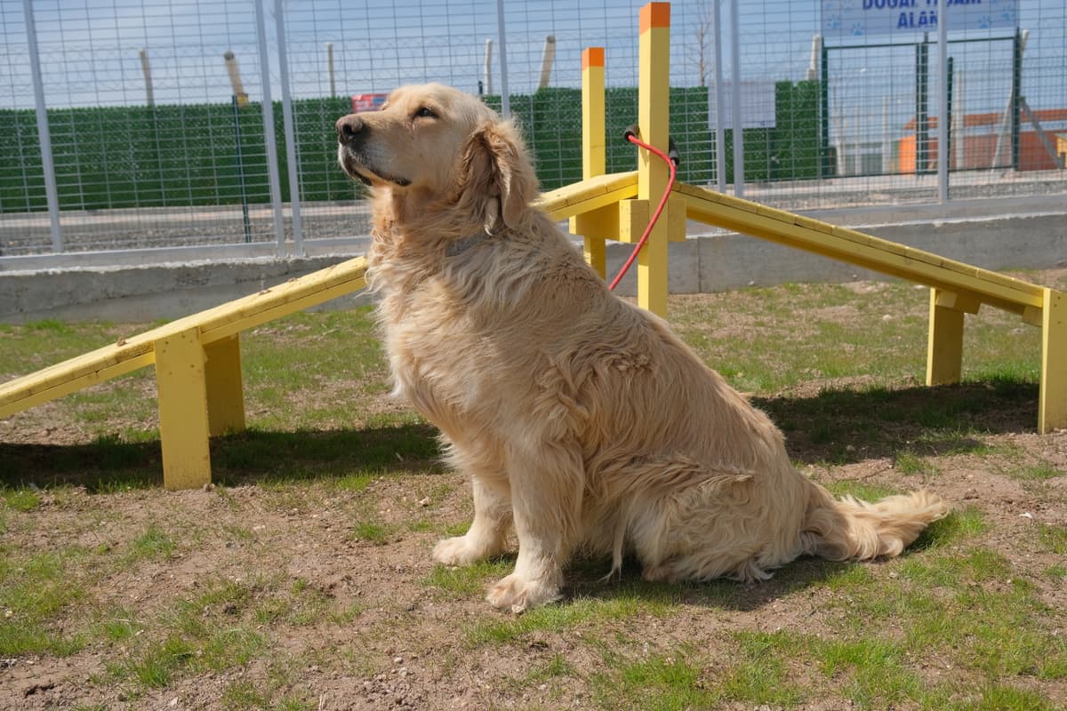 Espati Karamel Melez Köpek, Eskişehir
