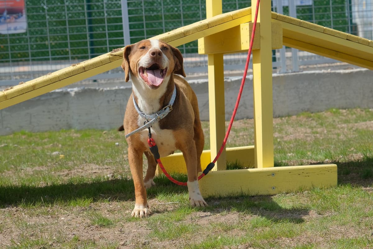 Espati Zeus Melez Köpek, Eskişehir