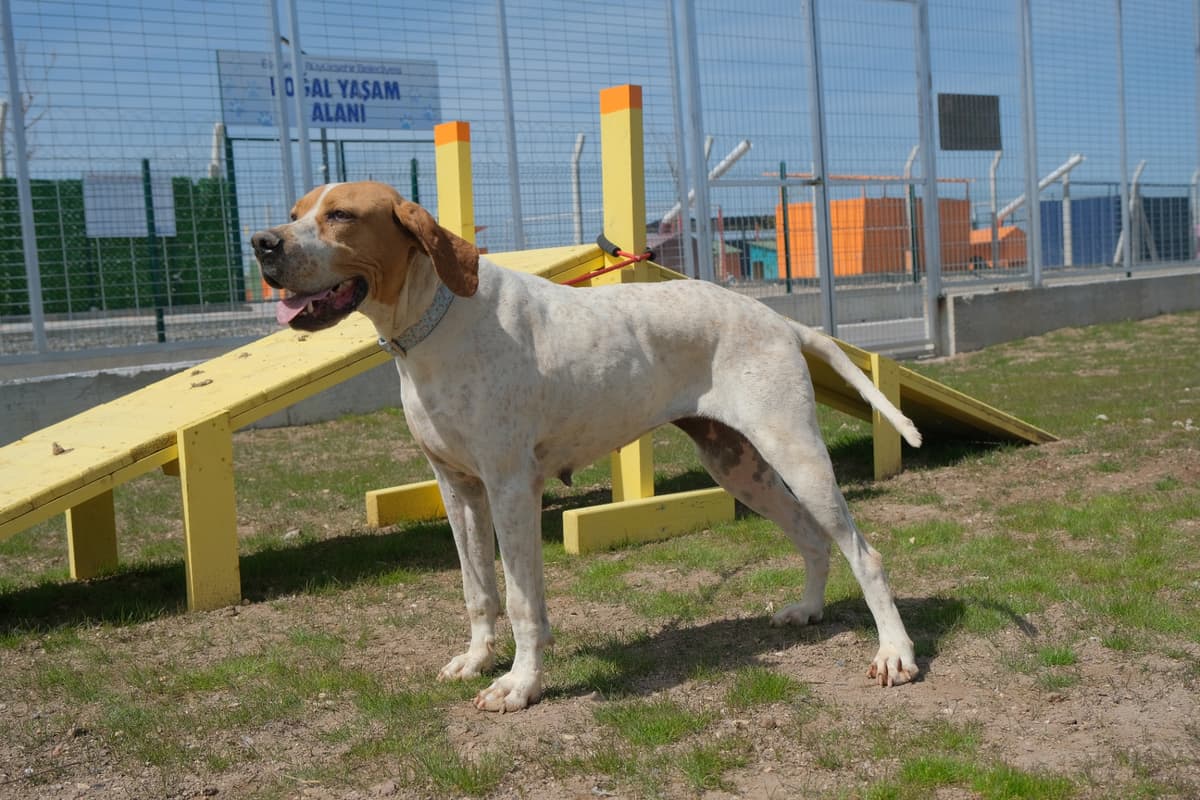 Espati Fişek Melez Köpek, Eskişehir
