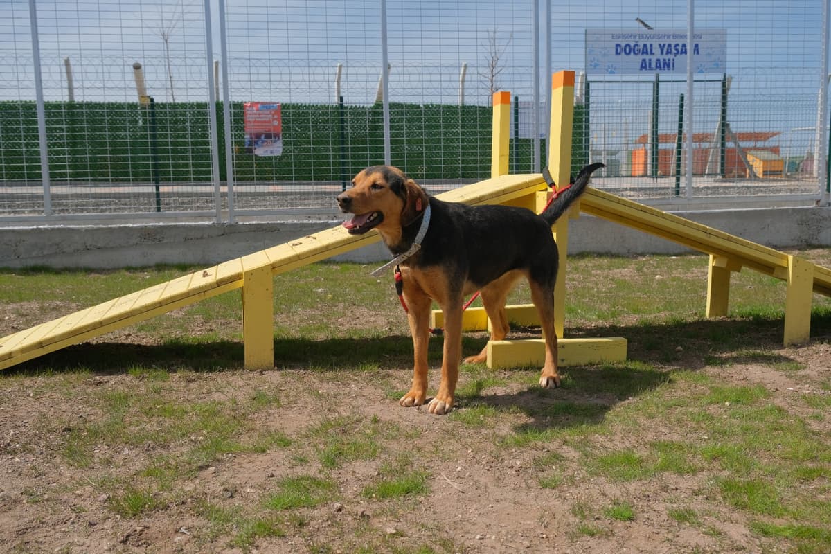 Espati Tarçın Melez Köpek, Eskişehir