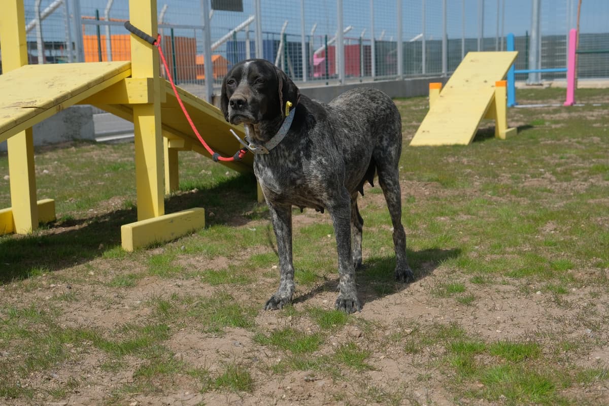 Espati Zeytin Melez Köpek, Eskişehir