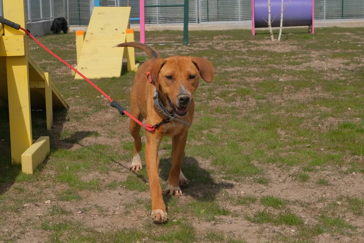 Espati Badem Melez Köpek, Eskişehir