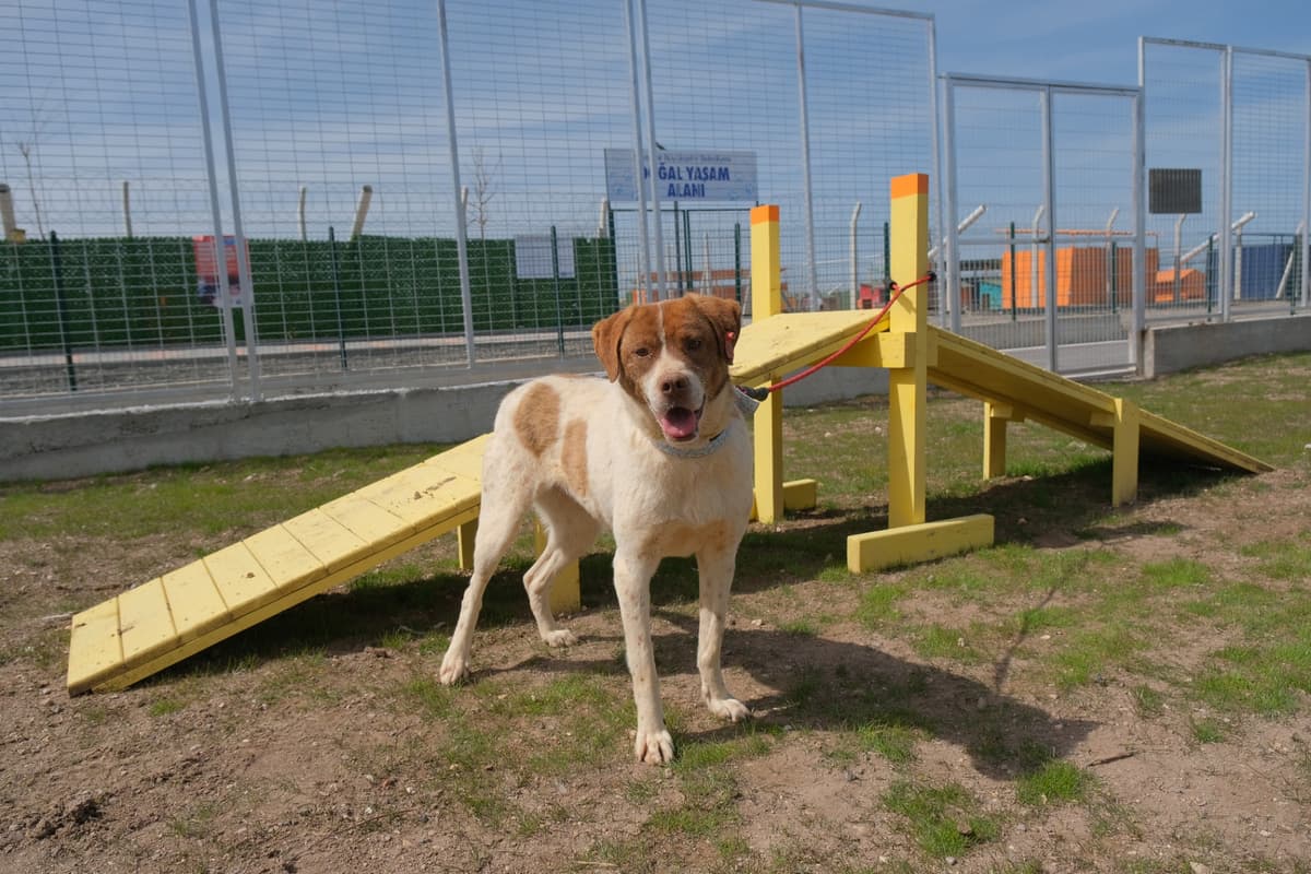 Espati Çakıl Melez Köpek, Eskişehir