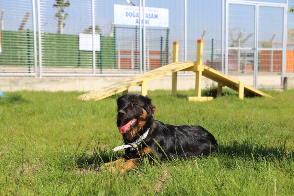 Espati Maya Melez Köpek, Eskişehir