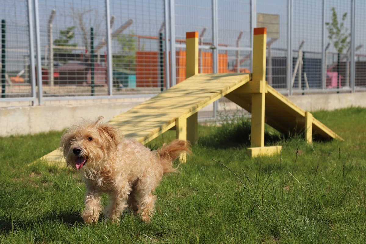 Espati Minik Melez Köpek, Eskişehir