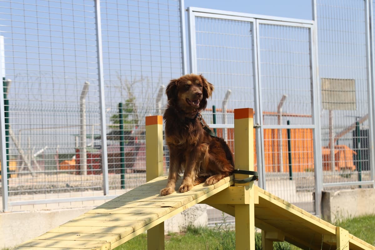 Espati Leo Melez Köpek, Eskişehir