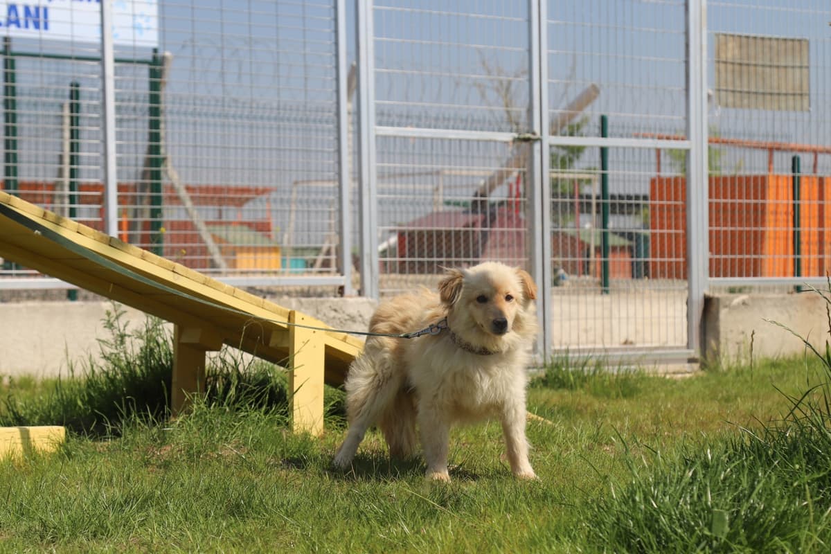 Espati Fifi Melez Köpek, Eskişehir