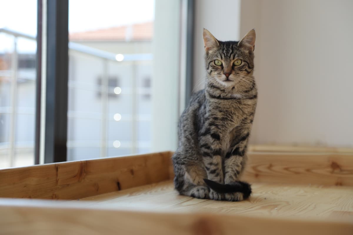 Espati Kraker Melez Kedi, Eskişehir