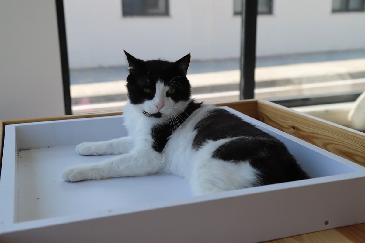Espati Benek Melez Kedi, Eskişehir