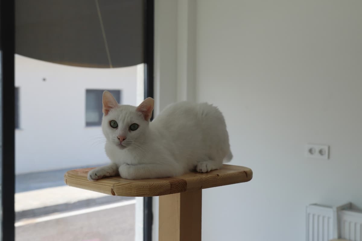 Espati Sütlaç Melez Kedi, Eskişehir