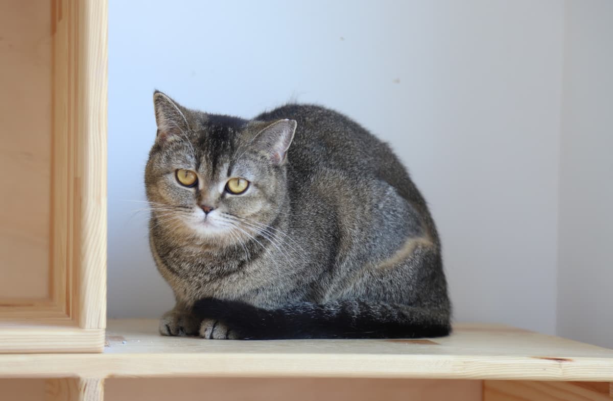Espati Daki Melez Kedi, Eskişehir