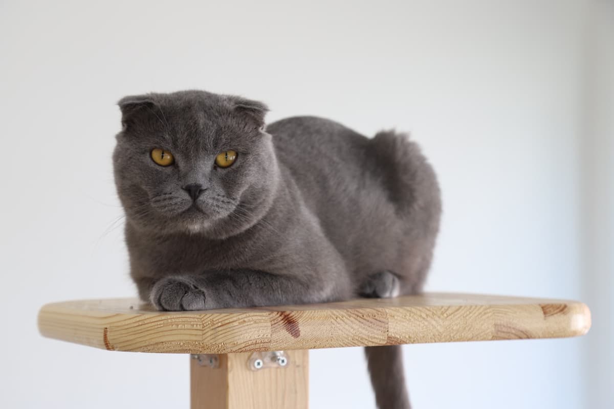 Espati Duman Melez Kedi, Eskişehir