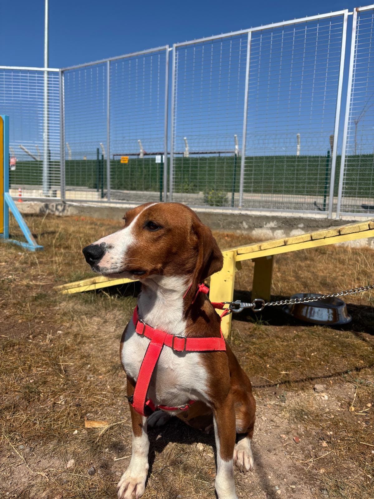 Espati Bodi Melez Köpek, Eskişehir