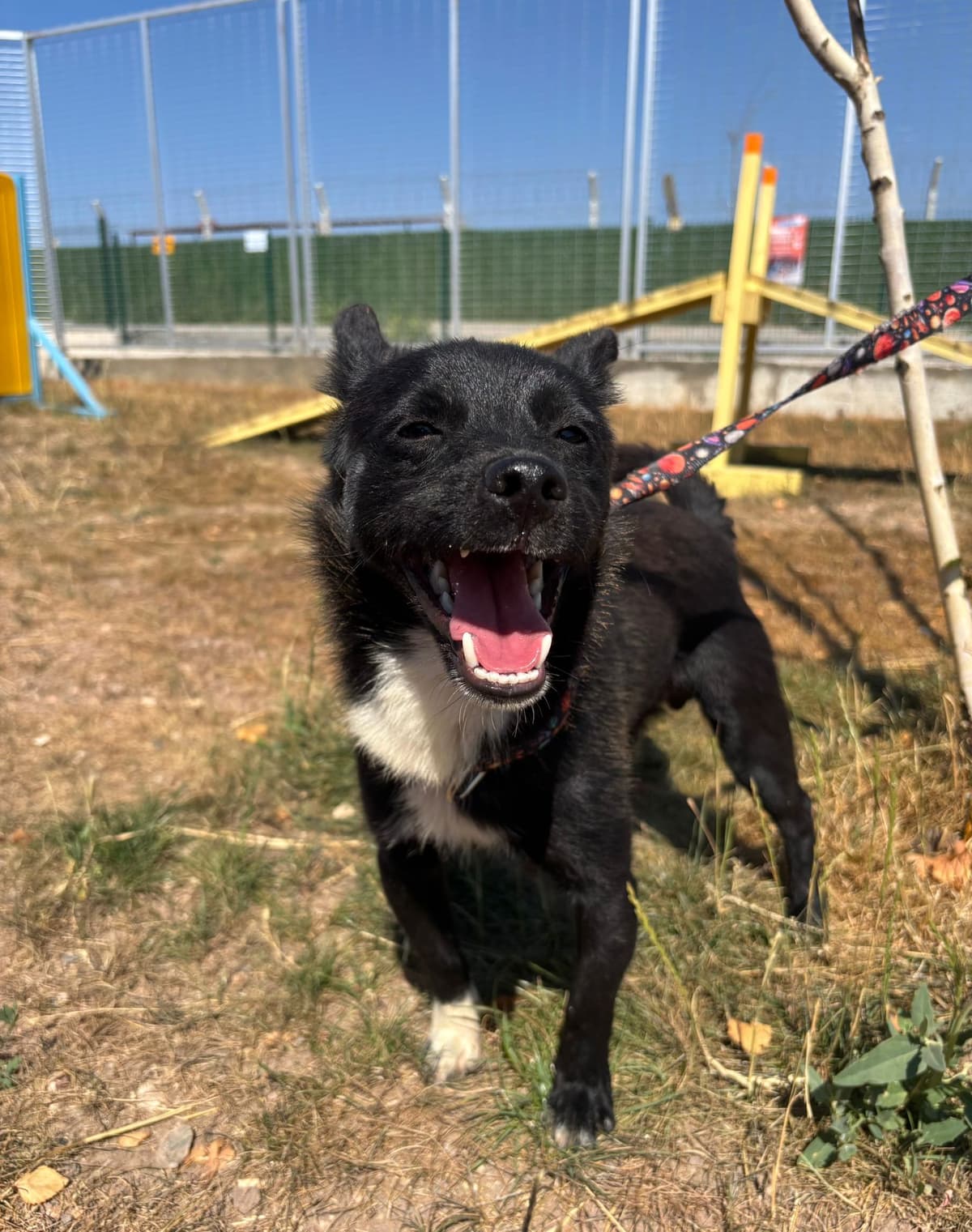 Espati Karam Melez Köpek, Eskişehir