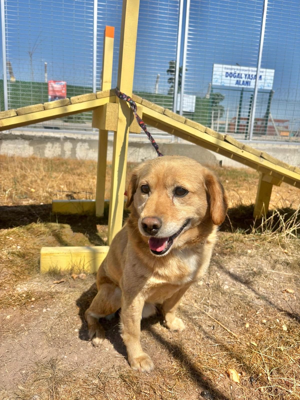 Espati Odi Melez Köpek, Eskişehir