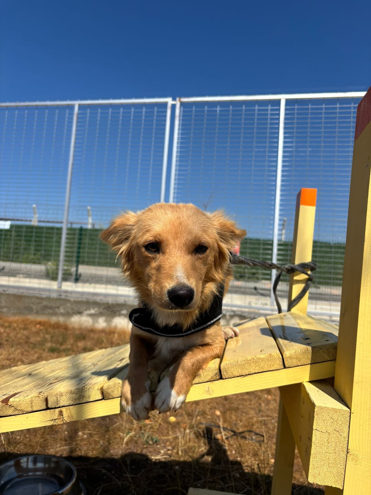 Espati Fındık Melez Köpek, Eskişehir
