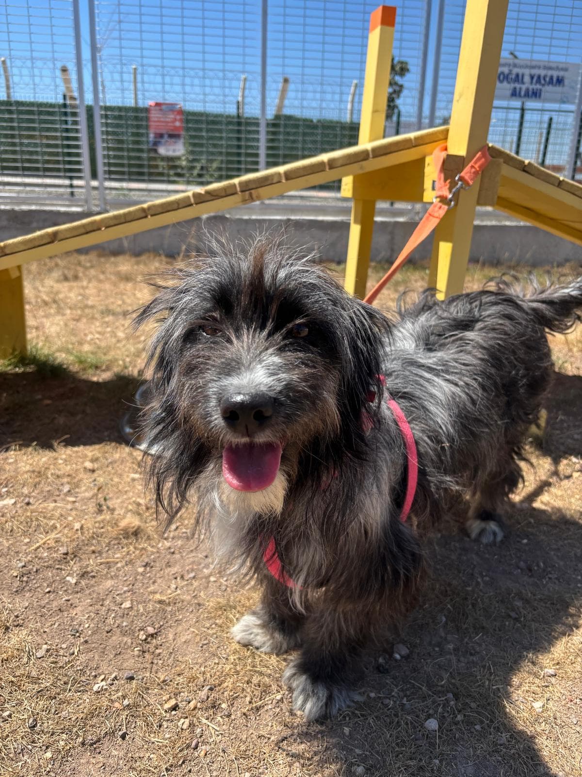 Espati Tülü Melez Köpek, Eskişehir
