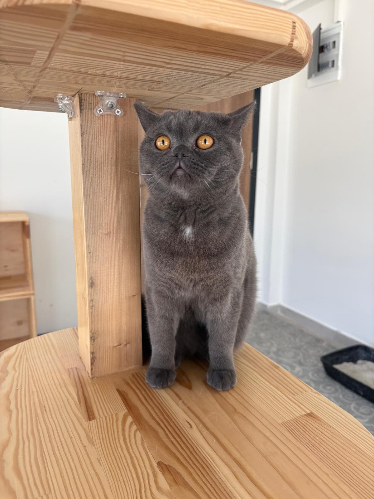 Espati Rüzgar Melez Kedi, Eskişehir