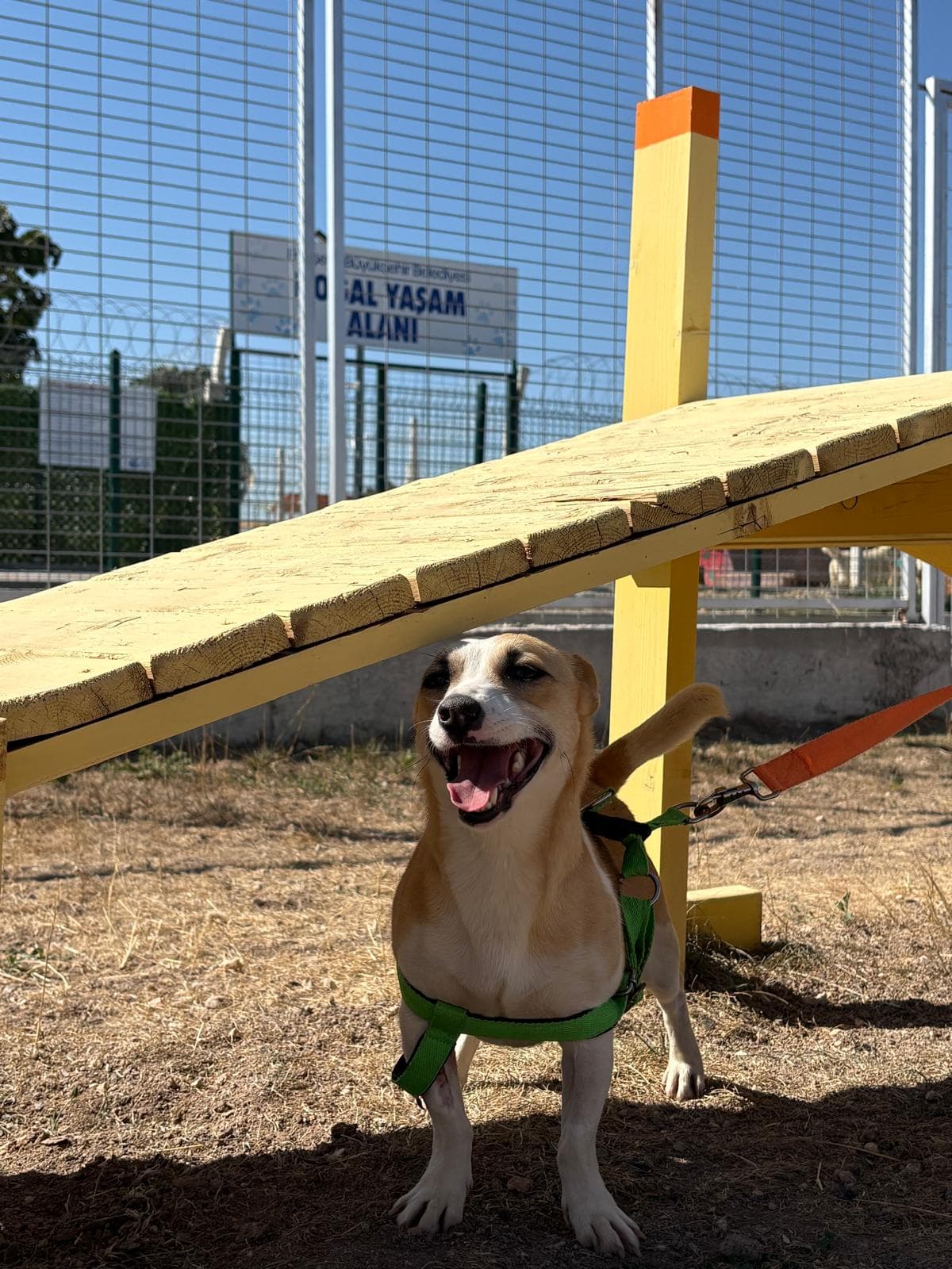 Espati Bıdık Melez Köpek, Eskişehir