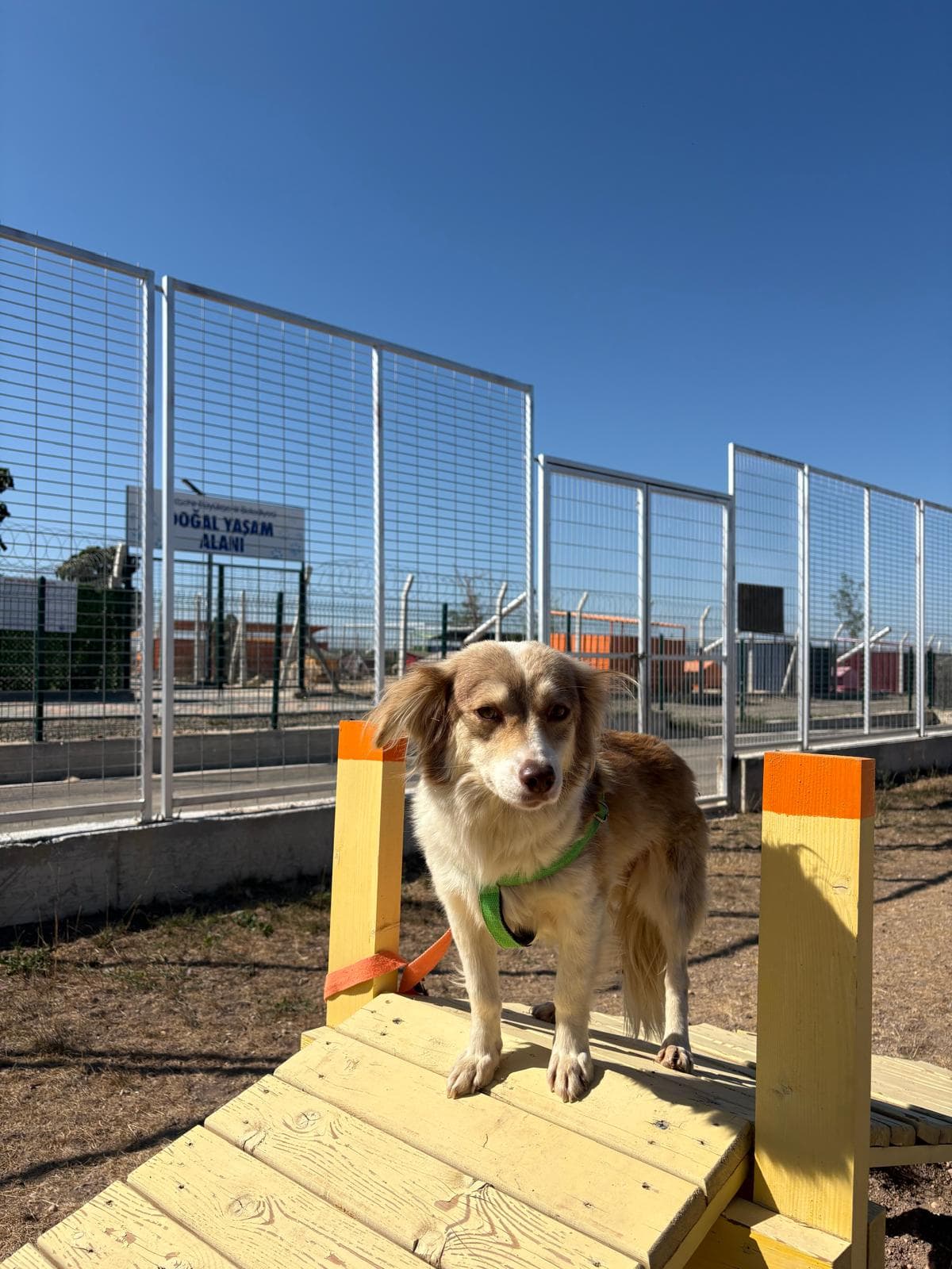 Espati Lila Melez Köpek, Eskişehir