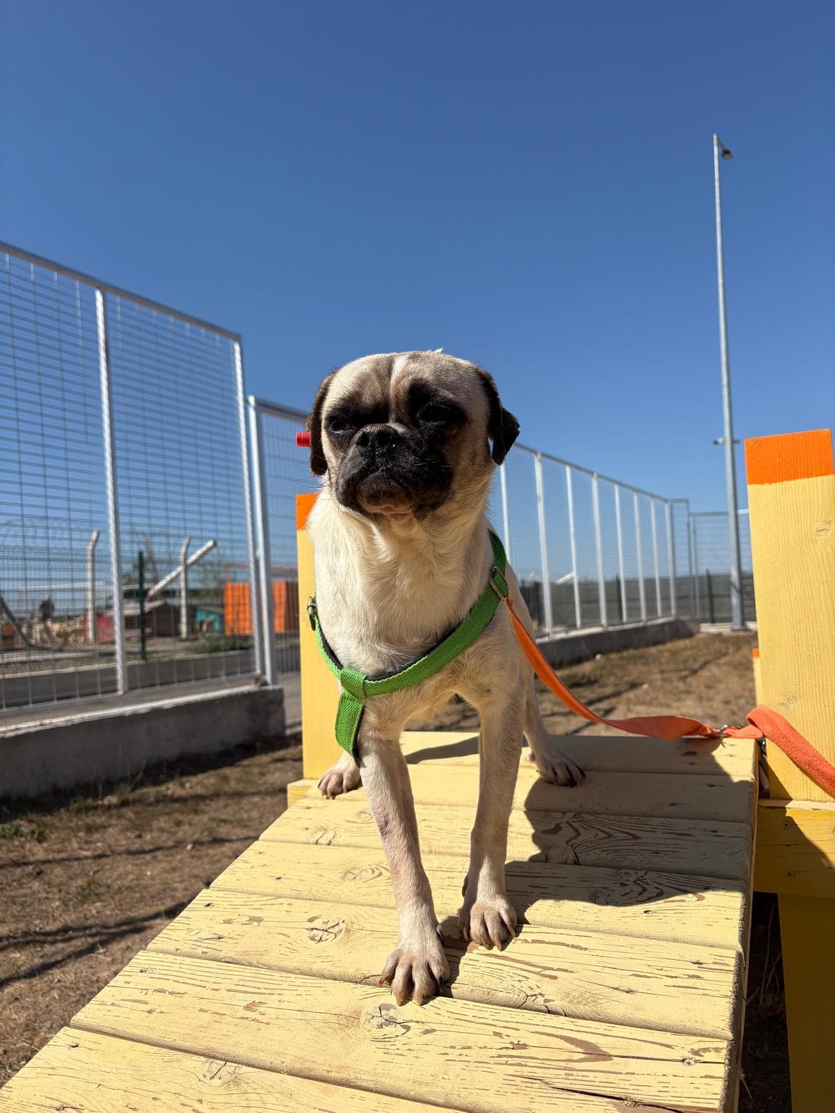 Espati Asil Melez Köpek, Eskişehir
